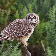 Pueo (Hawaiian Owl)