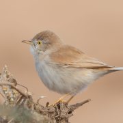 African Desert Warbler