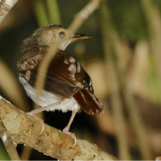 Abbott's babbler