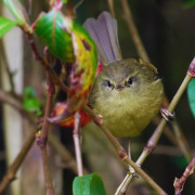 Aberrant Bush Warbler