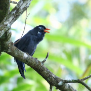 Abyssinian catbird