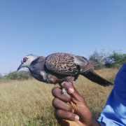 Abyssinian collared dove