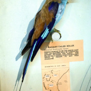 Abyssinian roller