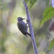 Abyssinian woodpecker