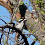 Acacia Pied Barbet