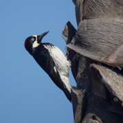 Acorn Woodpecker