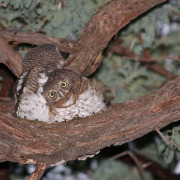 African Barred Owlet