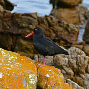 African Oystercatcher