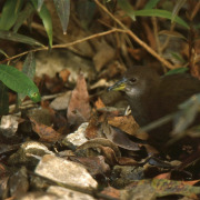 African Crake