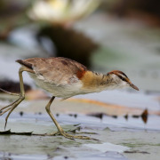 African Crake