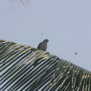 African Cuckoo Hawk