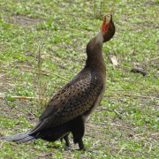 African Darter