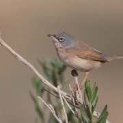 African Desert Warbler