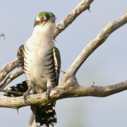 African Emerald Cuckoo