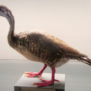 African Finfoot