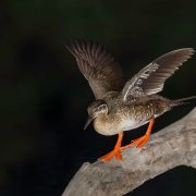 African Finfoot