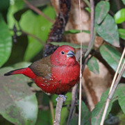 African Firefinch