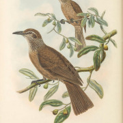 African Golden Oriole