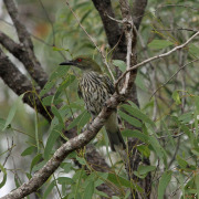 African Golden Oriole