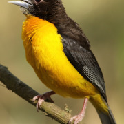 Dark-backed Weaver