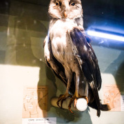 African Grass Owl