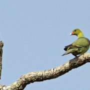 African Green-Pigeon