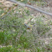 African Green Pigeon