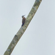 African Grey Woodpecker