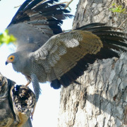 African Harrier-Hawk