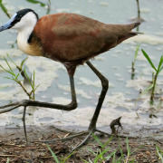 African Jacana