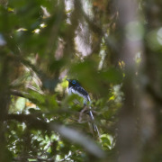 African Paradise Flycatcher
