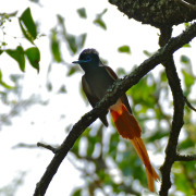 African Paradise Flycatcher