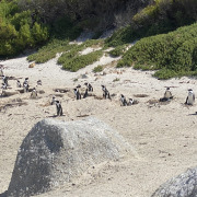 African penguin