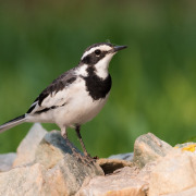 African Pied Wagtail
