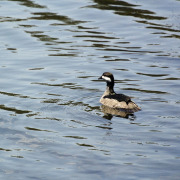 African Pygmy Goose