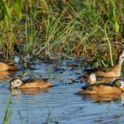 African Pygmy Goose