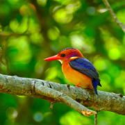 African Pygmy Kingfisher