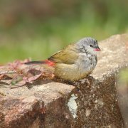 African Quailfinch