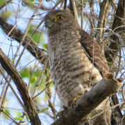African Red-necked Falcon
