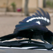 African Scimitar-bill