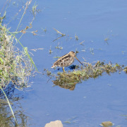 African Snipe