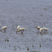 African Spoonbill