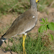 African Wattled Lapwing
