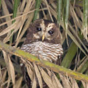 African Wood Owl