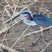 Agami Heron