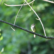 Alder Flycatcher