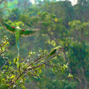 Alexandrine Parakeet