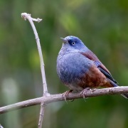 Alpine Accentor