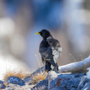 Alpine Chough