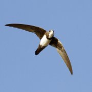 Alpine Swift